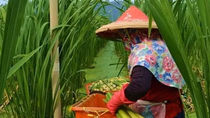 Thực vật “lạ” ở Sóc Trăng là niễng - tre nước Đài Loan