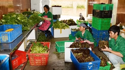 Giá rau giảm mạnh, nhiều nông dân thất thu