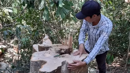 Khởi tố vụ án phá rừng phòng hộ Sông Tranh