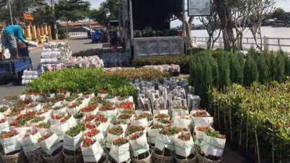 Khóc, cười cùng hoa, cây kiểng Tết (kỳ cuối)