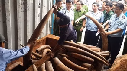 Vì đâu "tắc" hàng loạt vụ án liên quan động vật hoang dã