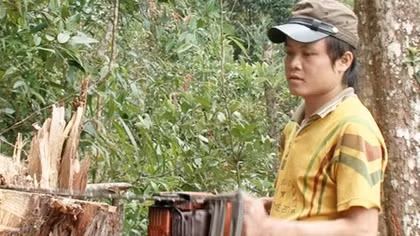 Khởi tố vụ án, khởi tố bị can vụ khai thác gỗ Pơ mu tại Khu bảo tổn thiên nhiên Pù Hoạt