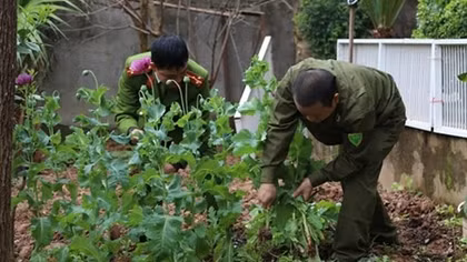 Thuê nhà để… “tăng gia” cây thuốc phiện