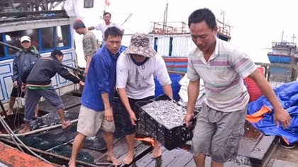 Ngư dân Quảng Trị trúng đậm “lộc biển” đầu năm