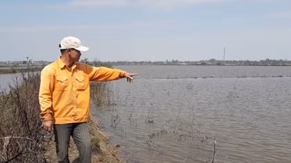 Nhiều diện tích rừng ngập mặn ở khu bảo tồn thiên nhiên vừa trồng đã chết