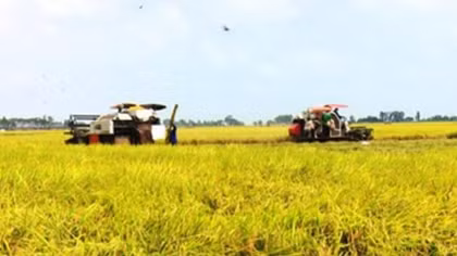 Agribank cam kết đáp ứng đủ vốn cho sản xuất, chế biến, tiêu thụ lúa gạo