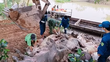 “Nóng” tình trạng nhập lậu lợn qua biên giới Tây Nam