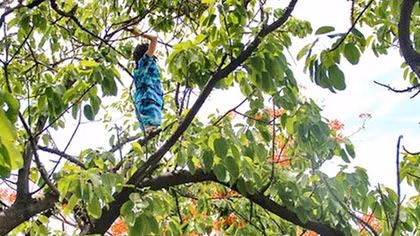 Cảnh sát giải cứu cô gái “ngáo đá” trên cành cây cao