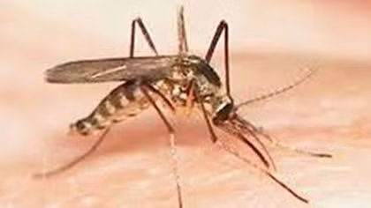 Những phát hiện thú vị về muỗi