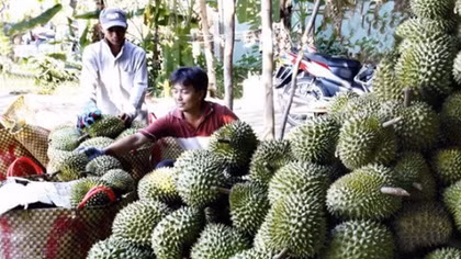 Nhà vườn Tiền Giang phấn khởi thu tiền tỷ từ sầu riêng