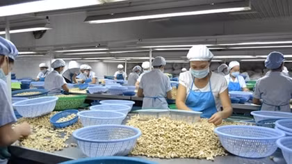 Hạt điều Bình Phước bị mạo danh rao bán với giá siêu rẻ