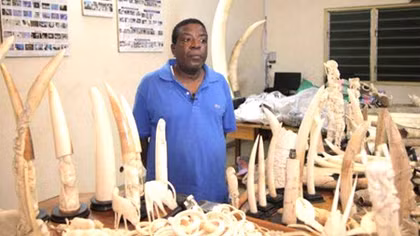 Emile N’Bouke - Trùm của những ông trùm buôn lậu buôn lậu ngà voi Châu Phi