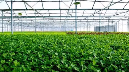 VinEco sẽ thu mua sản phẩm theo sản lượng đã cam kết