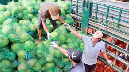 “Thủ phủ” dừa… nhập khẩu dừa