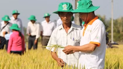 Lai tạo giống cây thích ứng với hạn, mặn vùng Đồng bằng sông Cửu Long
