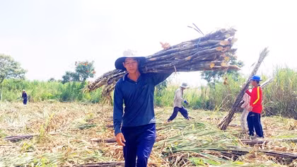 Nhà máy đường “đóng cửa” trước vụ mía mới