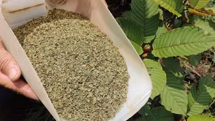 “Thần dược” kratom khiến cả thế giới lo ngại
