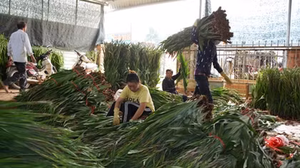 Đà Lạt trúng lớn vụ hoa Tết