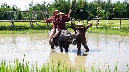 Đến Hội An trải nghiệm du lịch “cưỡi trâu” ngày đầu năm