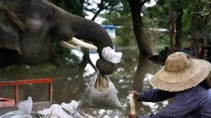 Voi…hộ đê