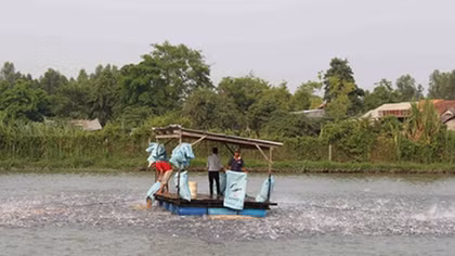 Vụ vỡ chuỗi liên kết dọc cá tra Tafishco (An Giang): Cần sớm giải quyết dứt điểm