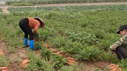 Rau xanh bán rẻ như cho vẫn ế