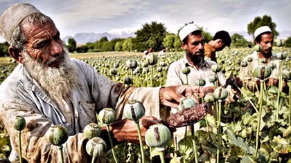 Afghanistan - Chống khủng bố hay chống ma túy?