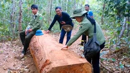 Kỷ luật những cán bộ dựng chuyện cướp gỗ ở Gia Lai