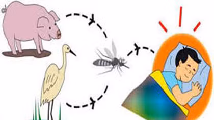 Gây viêm não không chỉ có virus viêm não Nhật Bản B