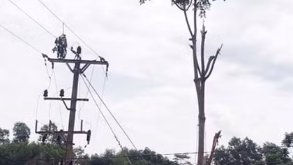Người đàn ông chặt cây bị điện giật tử vong