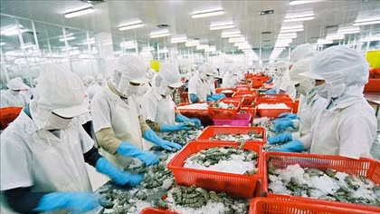 Mỹ quyết định không áp thuế chống bán phá giá đối với tôm Việt Nam