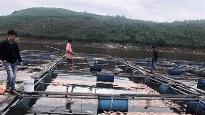 Sau một đêm, hàng chục tấn cá diêu hồng chết nổi trắng mặt hồ