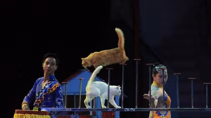 "Liên đoàn" xiếc thú trình diễn trên phố đi bộ Hồ Gươm