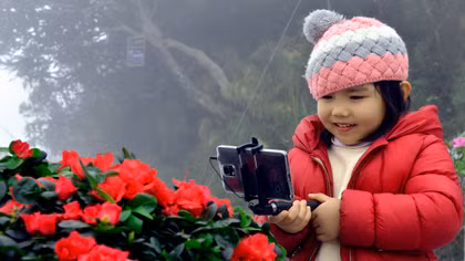 Đẹp miên man sắc đỗ quyên tại Sun World Fansipan Legend