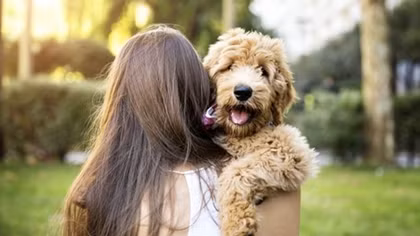 Chăm thú cưng vẫn được ... trả lương như nghỉ đẻ