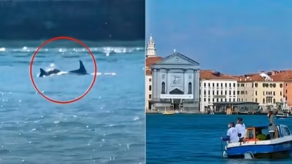 Cá heo sọc lần đầu xuất hiện tại Venice