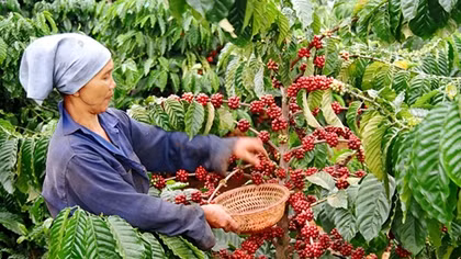 ADB và JICA hỗ trợ tăng cường chuỗi giá trị nông nghiệp bền vững tại Việt Nam 