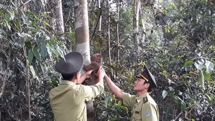 Tiếp nhận và thả về rừng nhiều động vật linh trưởng quý hiếm