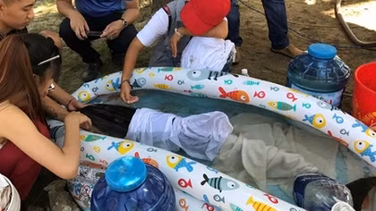 Cứu hộ cá heo bị thương mắc cạn tại biển Đà Nẵng