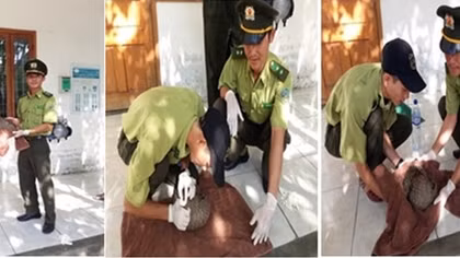 Cảnh sát môi trường cùng Kiểm lâm phát hiện nhiều vụ bẫy bắt động vật hoang dã