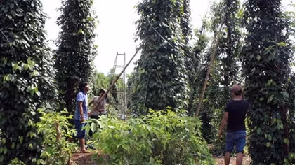 Lộc Ninh thiệt hại hơn 10 tỷ đồng do mưa giông kèm lốc xoáy