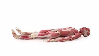 Ma-nơ-canh biết thở và có thể chảy máu