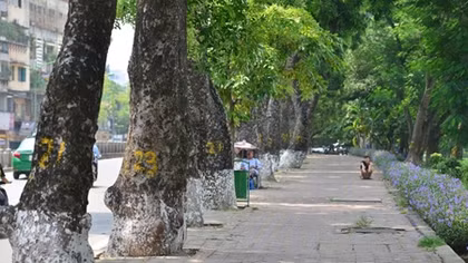 Hàng xà cừ trên phố Kim Mã có sống sót sau khi phải di chuyển?