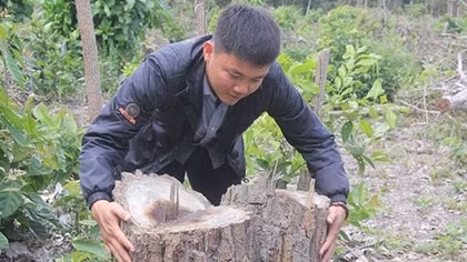 Bắt giữ đối tượng bị truy nã về tội hủy hoại rừng
