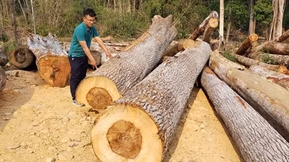 Lập phương án xử lý 118 cây gỗ bị ngã đổ ở khu vực biên giới