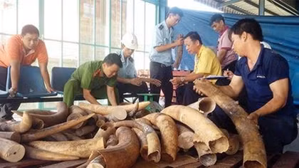 Tiêu hủy trên 2 tấn ngà voi và 70kg sừng tê giác