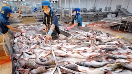 Nông dân phấn khởi do giá cá tra tăng trở lại