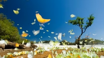 Những cánh bướm xuân...!!!