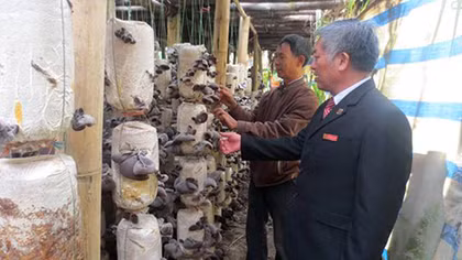 Hơn 6 vạn lượt hộ dân được vay 894 tỷ đồng phát triển sản xuất