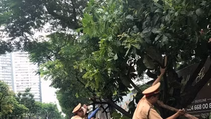 Cảnh sát bốn phương số 219